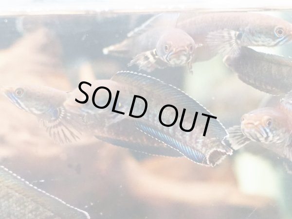 画像2: ブルーレインボー スネークヘッド(8cm±) ブリード (2)