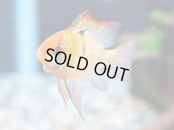 画像2: ブリリアントラミレジィ 1ペア 上物 (2)