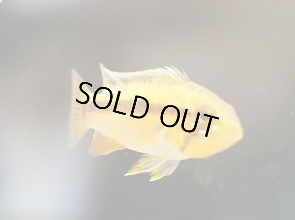 画像3: アピストグラマ クルズィ 1ペア WILDペルー (3)