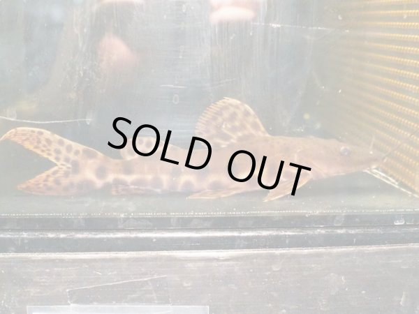 画像2: ジャウーピンタード(20cm±) (2)