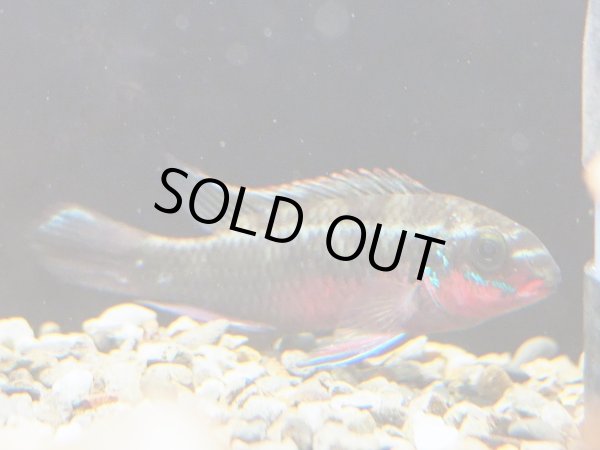 画像2: ペルヴィカ サクリモンティス 1ペア WILDナイジェリア 訳アリ (2)