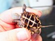 画像2: クサガメ ベビー(3.5cm±)WILD (2)