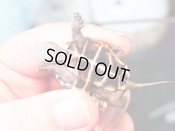 画像2: クサガメ ベビー(3.5cm±)WILD (2)