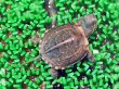 画像1: クサガメ ベビー(3.5cm±)WILD (1)
