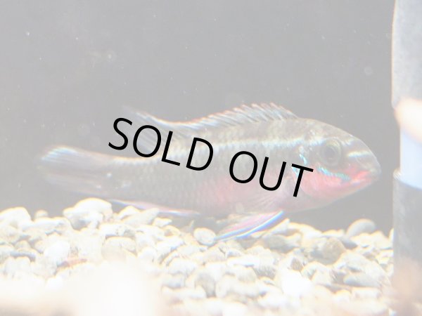 画像3: ペルヴィカ サクリモンティス 1ペア WILDナイジェリア 訳アリ (3)