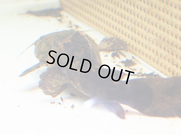 画像3: オレンジキャット(15cm±)WILDコロンビア (3)