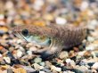 画像2: ドワーフスネークヘッド(7cm±)WILDインドネシア (2)