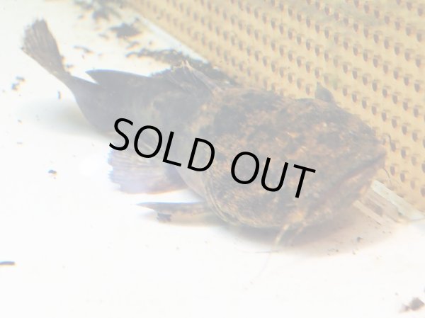 画像4: オレンジキャット(15cm±)WILDコロンビア (4)