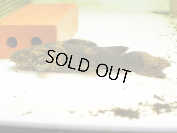 画像2: オレンジキャット(15cm±)WILDコロンビア (2)