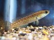 画像1: ドワーフスネークヘッド(7cm±)WILDインドネシア (1)