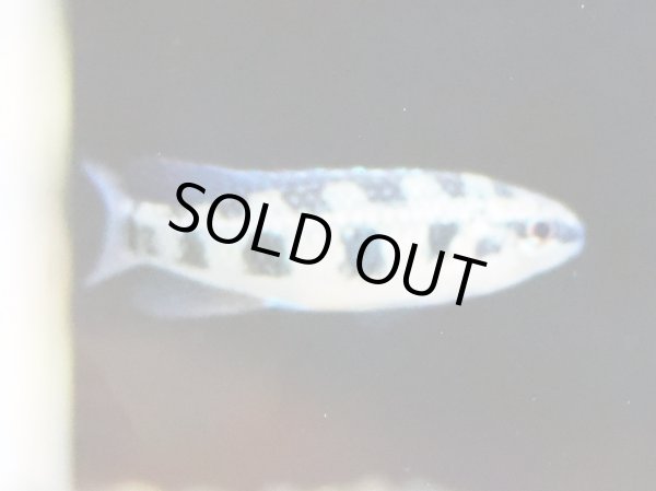 画像3: ディクロスス マクラータス 1ペア WILDタパジョス (3)