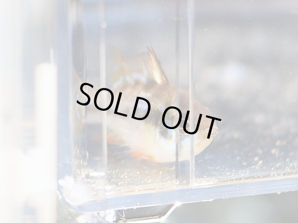 画像4: ブリリアントダークナイト ラミレジィ 1ペア (4)