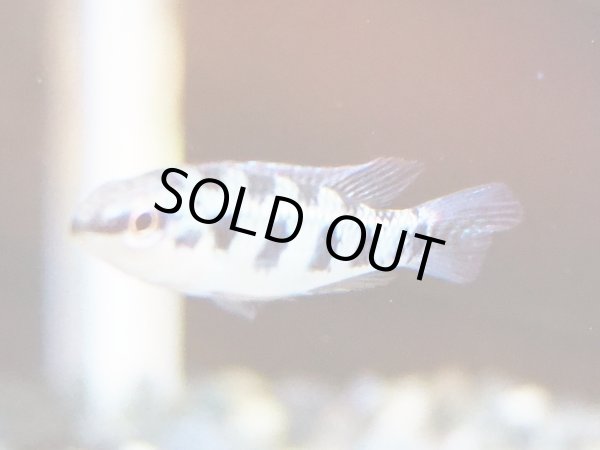 画像4: ディクロスス マクラータス 1ペア WILDタパジョス (4)