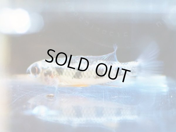 画像5: ディクロスス マクラータス 1ペア WILDタパジョス (5)