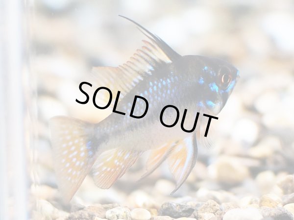 画像2: ブリリアントダークナイト ラミレジィ 1ペア (2)