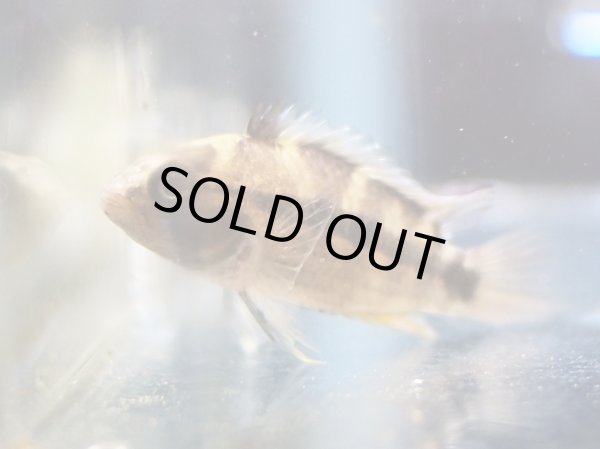 画像2: アピストグラマ ペバス 1ペア WILD (2)