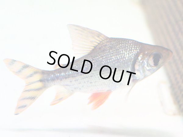 画像2: カラープロキロダス(7.5cm±)WILDイリニダ (2)