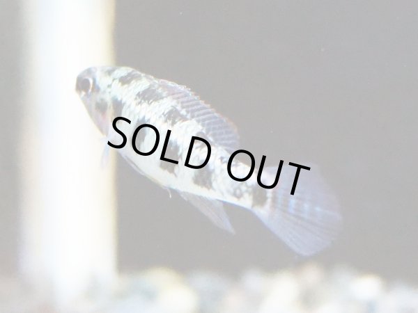 画像2: ディクロスス マクラータス 1ペア WILDタパジョス (2)