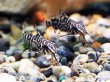 画像2: フェザーフィンシノドンティス(3cm±) (2)