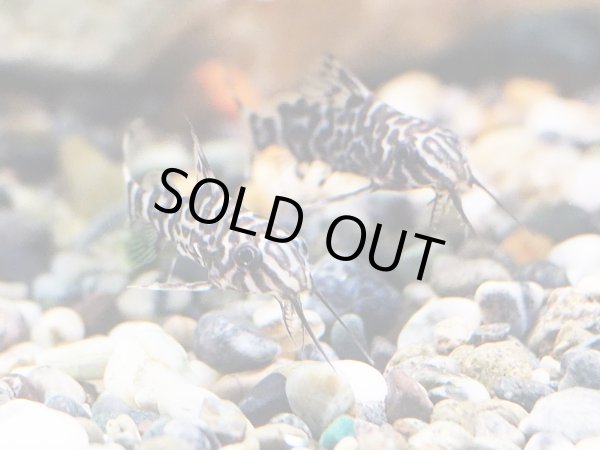 画像2: フェザーフィンシノドンティス(3cm±) (2)