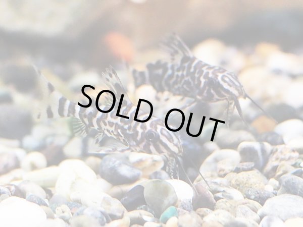 画像3: フェザーフィンシノドンティス(3cm±) (3)