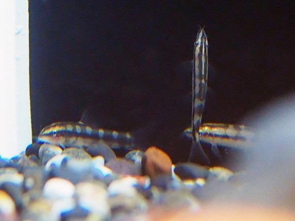 画像2: ドワーフボティア(3cm±) (2)