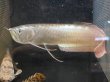 画像1: シルバーアロワナ(40cm±) (1)