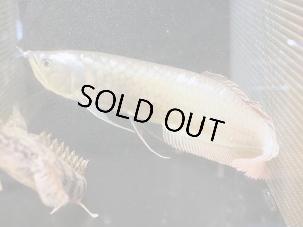 画像3: シルバーアロワナ(40cm±) (3)