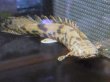 画像5: ポリプテルス エンドリケリー(25cm±) (5)