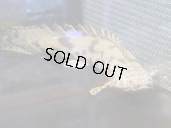 画像5: ポリプテルス エンドリケリー(25cm±) (5)