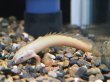 画像2: ポリプテルス ホワイトセネガルス(5cm±) (2)