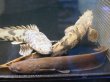 画像2: ポリプテルス エンドリケリー(25cm±) (2)