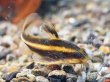 画像1: ストライプトーキングキャット(4cm±)ブリード (1)