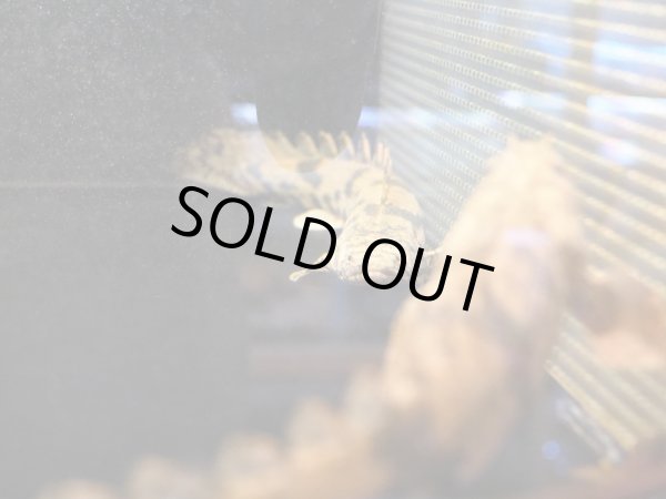 画像4: ポリプテルス エンドリケリー(25cm±) (4)