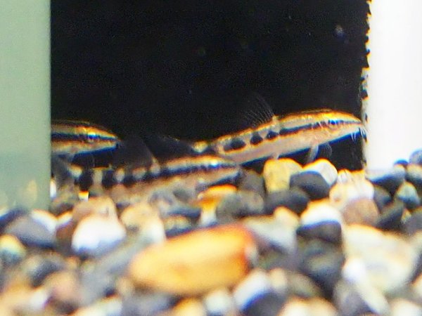 画像1: ドワーフボティア(3cm±) (1)