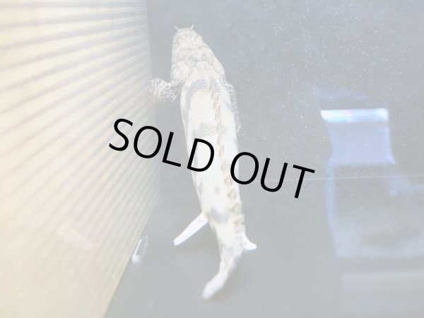 画像3: ポリプテルス エンドリケリー(25cm±) (3)