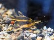 画像2: ストライプトーキングキャット(4cm±)ブリード (2)