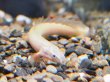 画像1: ポリプテルス ホワイトセネガルス(5cm±) (1)