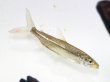 画像1: ゴライアス タイガーフィッシュ(10cm±)WILD (1)