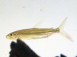 画像2: ゴライアス タイガーフィッシュ(10cm±)WILD (2)