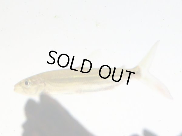 画像2: ゴライアス タイガーフィッシュ(10cm±)WILD (2)