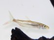 画像3: ゴライアス タイガーフィッシュ(10cm±)WILD (3)