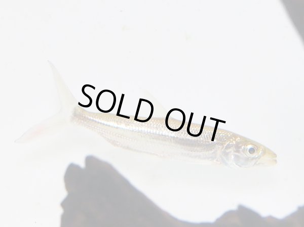 画像3: ゴライアス タイガーフィッシュ(10cm±)WILD (3)