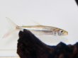 画像4: ゴライアス タイガーフィッシュ(10cm±)WILD (4)