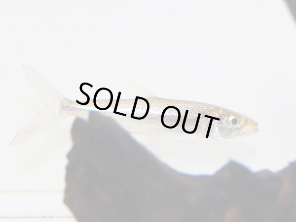 画像4: ゴライアス タイガーフィッシュ(10cm±)WILD (4)