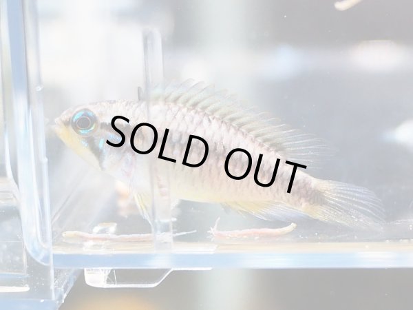 画像2: アピストグラマ アガシジィ 1ペア WILDリオプルス (2)