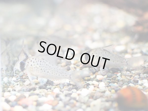 画像3: コリドラス アトロペルソナータス WILD (3)