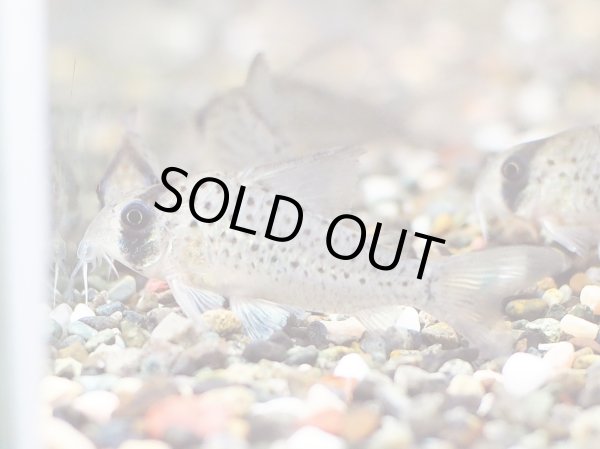 画像1: コリドラス アトロペルソナータス WILD (1)