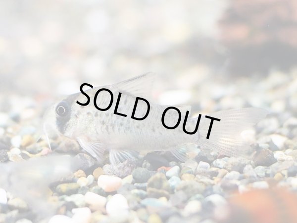 画像2: コリドラス アトロペルソナータス WILD (2)