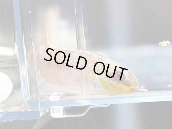 画像3: ペルヴィカクロミス クリベンシス 1ペア WILDローベ (3)